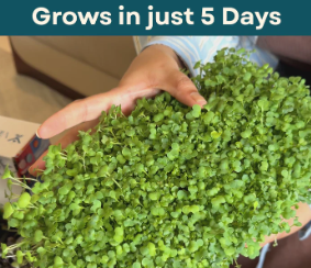 Microgreens growing kit type 1